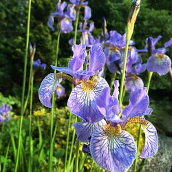 Lilien III